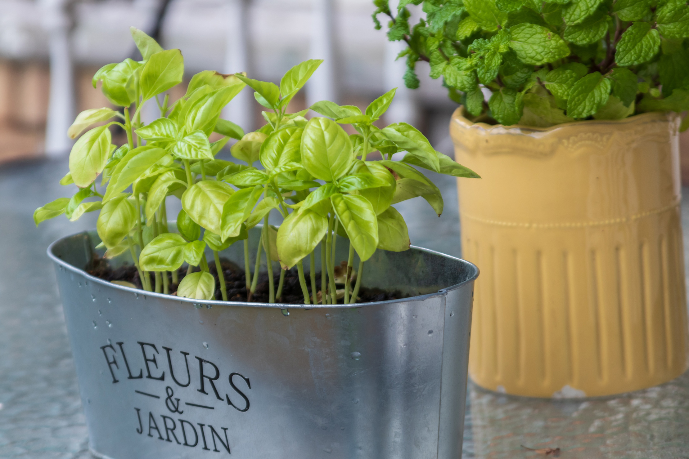 two plants in pots on glass table