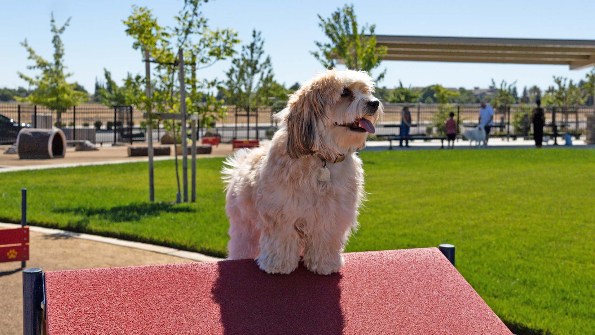Dog Park - Ellis at Tracy